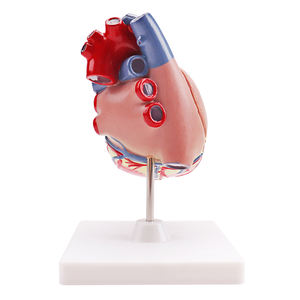 Анатомический эксперимент школы и лаборатории, 3 раза в натуральную величину, 2 части, модель человеческого сердца - Product Image 3