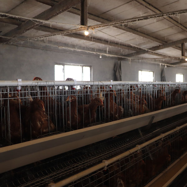 A Type Durable Quality Professional Battery Layer Chicken Auto Raising Cages Equipment for Egg Production Poultry Farm for Sale