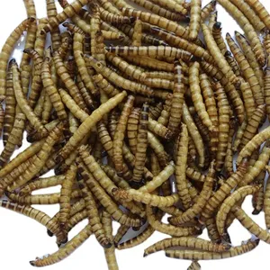 Factory Direct Price Dried Mealworm Reptile Food Super Worm For Sale