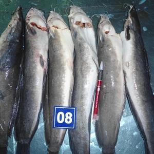 ปลาแมวสดแช่แข็งแบบธรรมชาติ - Product Image 5