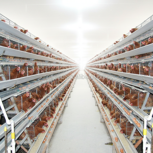 Cages à poules pondeuses de type A au <span class=keywords><strong>meilleur</strong></span> prix avec système d'alimentation et de nettoyage automatique du fumier <span class=keywords><strong>pour</strong></span> poulailler - Product Image 5