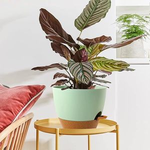 Vaso Autoirrigante JIN PENG per <span class=keywords><strong>Piante</strong></span> Grasse con Fori di Drenaggio e Sottovaso per <span class=keywords><strong>Piante</strong></span> <span class=keywords><strong>da</strong></span> Interno ed Esterno - Product Image 6