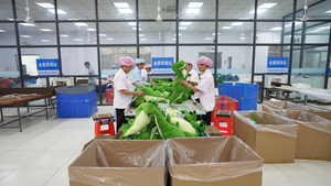 Giáng sinh đồ chơi sang trọng cho bé: Đồ chơi Santa với mũ và khăn quàng - Product Image 6