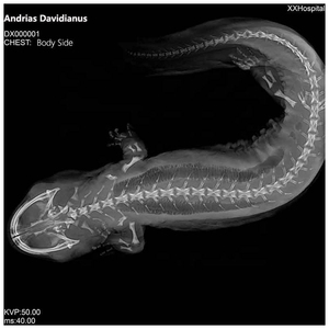 IN-5B Pet veteriner entegre dijital <span class=keywords><strong>x</strong></span>-<span class=keywords><strong>ray</strong></span> görüntü sistemi hayvan hastane Dr <span class=keywords><strong>X</strong></span> ışını makinesi pet-<span class=keywords><strong>x</strong></span>-<span class=keywords><strong>ray</strong></span> makinesi fiyat - Product Image 6