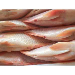 Tilapia roja congelada precio de la tilapia roja y negra - Product Image 4