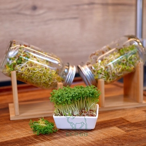 Tre mầm Bộ Tuyên Truyền, nảy mầm thủy tinh nảy mầm thiết bị với nắp lọc & nhỏ giọt khay cải xoong sàng & nảy mầm bát - Product Image 1