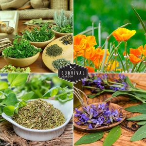 Kit de cultivo de hierbas y flores orgánicas <span class=keywords><strong>resistentes</strong></span>, tolerante a la sequía <span class=keywords><strong>para</strong></span> jardín, uso doméstico al aire libre <span class=keywords><strong>para</strong></span> plantar en invierno - Product Image 2