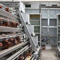 Cage à poules pondeuses à batterie de type 4 niveaux, économique, avec fenêtre de ventilation intégrée, pour ferme avicole commerciale