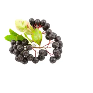 Tinh khiết đen chokeberry bột chiết xuất aronia Berry Bột nước ép