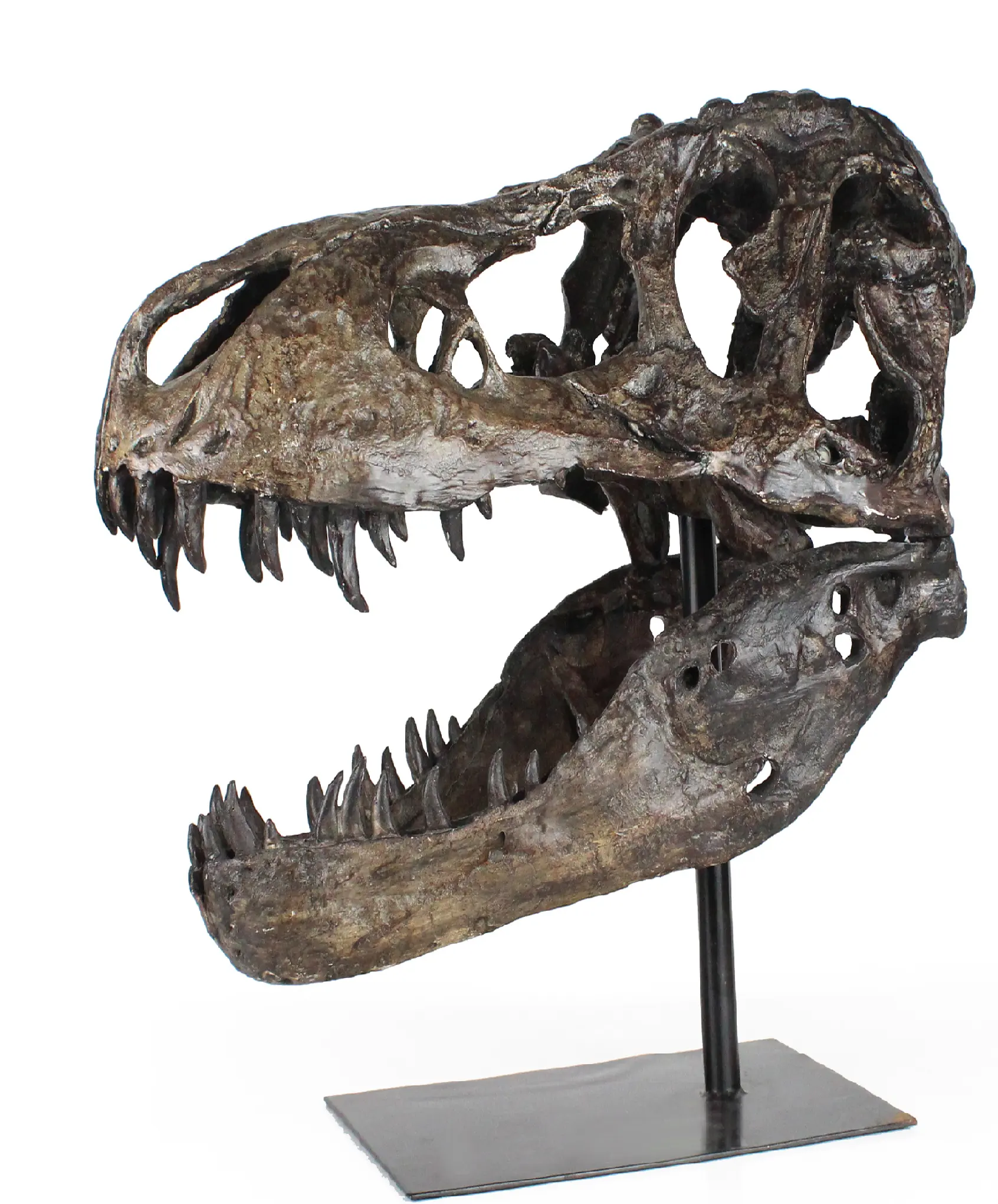 Ornamen Pesta Dinosaurus Taman Dunia Jurassic Resin Koleksi Perlengkapan Fossiles De Dinosaures Patung Dekorasi Kepala Tengkorak