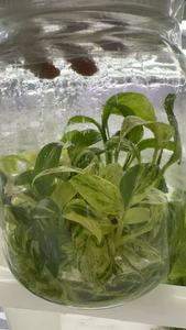 Planta de Cultivo de Tejido de Plántulas de Flores Variegatas de Menta Rubwscend <span class=keywords><strong>Homalomena</strong></span> OEM Personalizada - Product Image 3