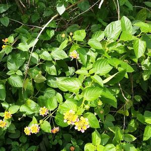 Wu se mei herbe de Lantana séchée brute naturelle, sauge sauvage, arbuste brute, feuilles de Verbena, tiges à vendre - Product Image 3