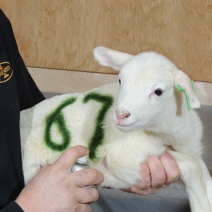 AEROPAK hayvan işaretleme sprey boya domuz Sow sprey boya kalemi hayvancılık için - Product Image 5