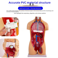 Modèle de torse bisexuel en PVC de 85cm, 40 parties dissectibles, structure d'organe du corps humain, modèle de squelette anatomique pour la science médicale