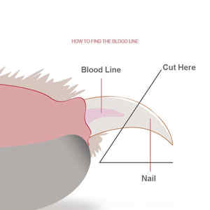 <span class=keywords><strong>Fromage</strong></span> original double trou coupe-ongles pour animaux de compagnie toilettage pour animaux de compagnie facile coupe-ongles professionnel - Product Image 6