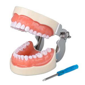 Removable 32 <b>Teeth</b> Dental Model with Screwdriver Multi-Functional Comfortable Reusable for Dental Teaching and Training - Product Image 1