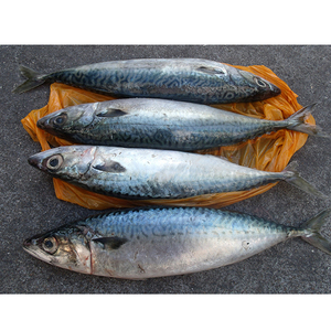 Maquereau du Pacifique congelé, qualité sashimi, Scomber Japonicus, qualité japonaise, congelé en mer, IQF - Product Image 3