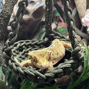 Gecko Schlafbett Hängematte Reptilien-Nest Papageien-Schaukel Reptilien-Haustier-Modell - Product Image 3