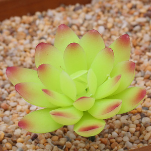 Faible quantité minimale de commande <span class=keywords><strong>pas</strong></span> <span class=keywords><strong>cher</strong></span> vert artificiel <span class=keywords><strong>Mini</strong></span> bonsaï succulentes succulentes à vendre - Product Image 2