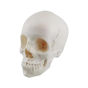 Modello di Cranio Umano Smontabile in Colore Puro con 22 Parti, Modello Anatomico di Cranio Bianco per Adulti - Product Image 6