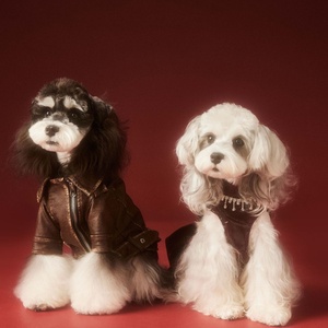 Vintage Style PU Leather Dog Jacket <b>Cool</b> Biker Pet Coat with Zipper for Small Medium Dogs - Product Image 3