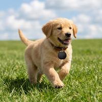 Suivi de l'analyse du comportement des animaux de compagnie en gros avec logo personnalisé pour les marques d'animaux de compagnie et style classique moderne pour chiens chats Localisateur d'animaux de compagnie