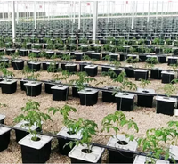 Système de seau néerlandais pour culture hydroponique de légumes en forme de tomate à effet de serre