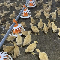 Équipement d'alimentation automatique complet pour l'élevage de volailles, système de mangeoire pour poulets de chair en poulailler