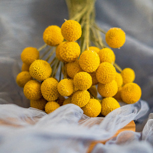 Zhuoou fiori secchi naturali conservati Billy Button essiccato Craspedia Flower Yunnan centrotavola di fiori secchi per Boho Home Decor - Product Image 6