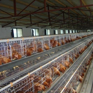 10000 kuşlar pil-elektrikli tavuk kümesi a-tipi tavuk kafesi tavuk çiftliği için tam otomatik su temini sistemi dayanıklı çelik - Product Image 3
