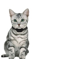 Collier en silicone pour animaux de compagnie certifié MFI étanche IP67 Smart Pet Tracker 4G Network pour enfants âgés Cat GPS Pet Tracker