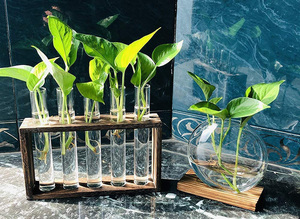 Jarrón de Vidrio para Escritorio al por Mayor, Florero de 5 Tubos de Ensayo con Soporte de Madera, Terrario de Mesa para Plantas Hidropónicas - Product Image 5