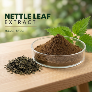 Poudre d'extrait de feuille d'ortie Urtica Dioica de qualité alimentaire, séchée par pulvérisation, UV 60% Flavonoïdes 5% pour l'alimentation santé - Product Image 2