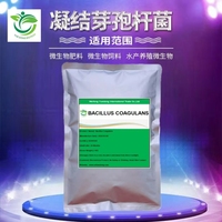 Approvisionnement d'usine YD-BC de qualité agricole/alimentation/aquaculture bactéries Bacillus coagulans de haute qualité