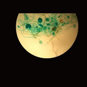 XJX-4XC 100X-1800X <span class=keywords><strong>Microscope</strong></span> métallographique de bijoux métallurgiques inversés trinoculaires industriels bon marché pour gemme - Product Image 2