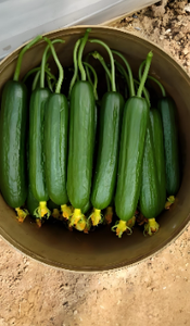 Engrais organique à bon prix avec 70% <span class=keywords><strong>d</strong></span>'humate de potassium, entièrement soluble dans l'eau, biochimique et organique - Product Image 4