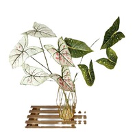 5 Daun Tanaman Warna-warni Dekorasi Ruang Tamu Rumah Daun Buatan