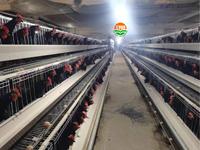 Cage à poules pondeuses de type A, cage d'élevage en structure A pour ferme avicole
