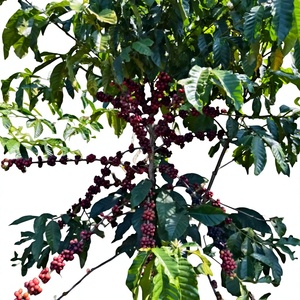 Bulk Vietnam Robusta green <b>coffee</b> <b>beans</b>, natural unroasted seeds, OEM/ODM export quality, 12% moisture content - Product Image 1