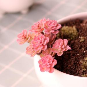 Venta al por mayor Mini cactus surtido interior y exterior decorativo <span class=keywords><strong>suculentas</strong></span> arreglo plantas artificiales y vegetación a la venta - Product Image 6
