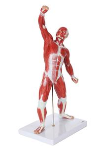 GelsonLab HSBM-152 Figurine <span class=keywords><strong>musculaire</strong></span> humaine 50 cm Modèle de système <span class=keywords><strong>musculaire</strong></span> miniature avec anatomie <span class=keywords><strong>musculaire</strong></span> superficielle et structure du <span class=keywords><strong>corps</strong></span> - Product Image 2