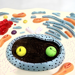 Modelo Anatómico de Célula Animal Mitonquítica, Herramienta de Enseñanza para Laboratorio de Biología - Product Image 3