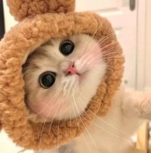 Chapeau pour animaux de compagnie en forme d'ours mignon, vêtements pour chat, chapeau d'hiver, fabricant de vêtements pour animaux de compagnie, design mignon, chapeau pour petit <span class=keywords><strong>chien</strong></span> et chat - Product Image 6