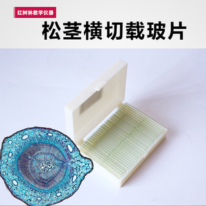 Clearly structured, stained transverse sections of fresh pine stems used in biology teaching laboratories for <b>microscopic</b> - Product Image 3