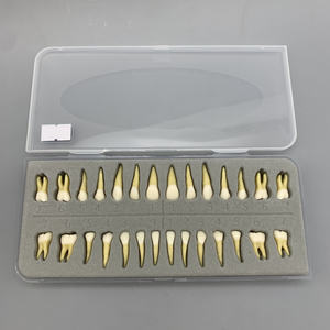 Modello dentale 28 doppio colore adulto bocca piena standard di educazione dentale denti realistici con radici - Product Image 2
