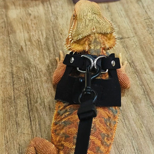 Imbracatura Regolabile in PU Solido con Corda a Strappo e Decorazione a Sciarpa per Piccoli Animali Domestici e Rettili, Modello Divisibile - Product Image 6