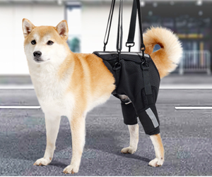 Adjustable Dog Hind Leg Rehabilitation Brace Neoprene Comfort Pet <b>Knee</b> Protection Walking Support Strap - Product Image 2