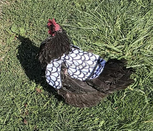Factory Chicken Saddle Reusable Chicken Apron Feather Protector Jacket Hen Saddle Vest with Adjustable Strap Hen Mating Saddle - Product Image 6