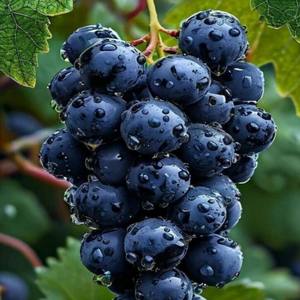 Compost Orgánico Líquido de Calcio y Boro Agrinorm para Uvas, Mejora la Absorción de Calcio y Boro, Aumenta la Producción de Uvas, 100% de Pureza - Product Image 5