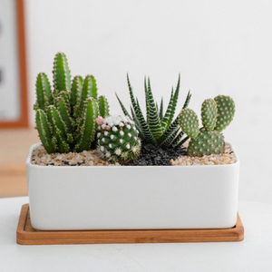 Vente flash Pots à succulentes rectangulaires et ronds en céramique blanche avec <span class=keywords><strong>soucoupe</strong></span> en bambou - Product Image 3